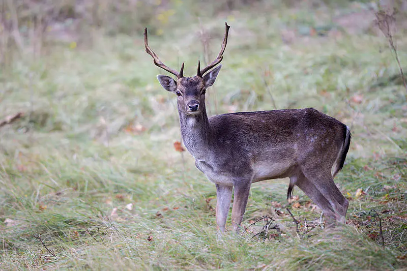 Practical Solutions Needed to Tackle Tasmania’s Growing Deer Population
